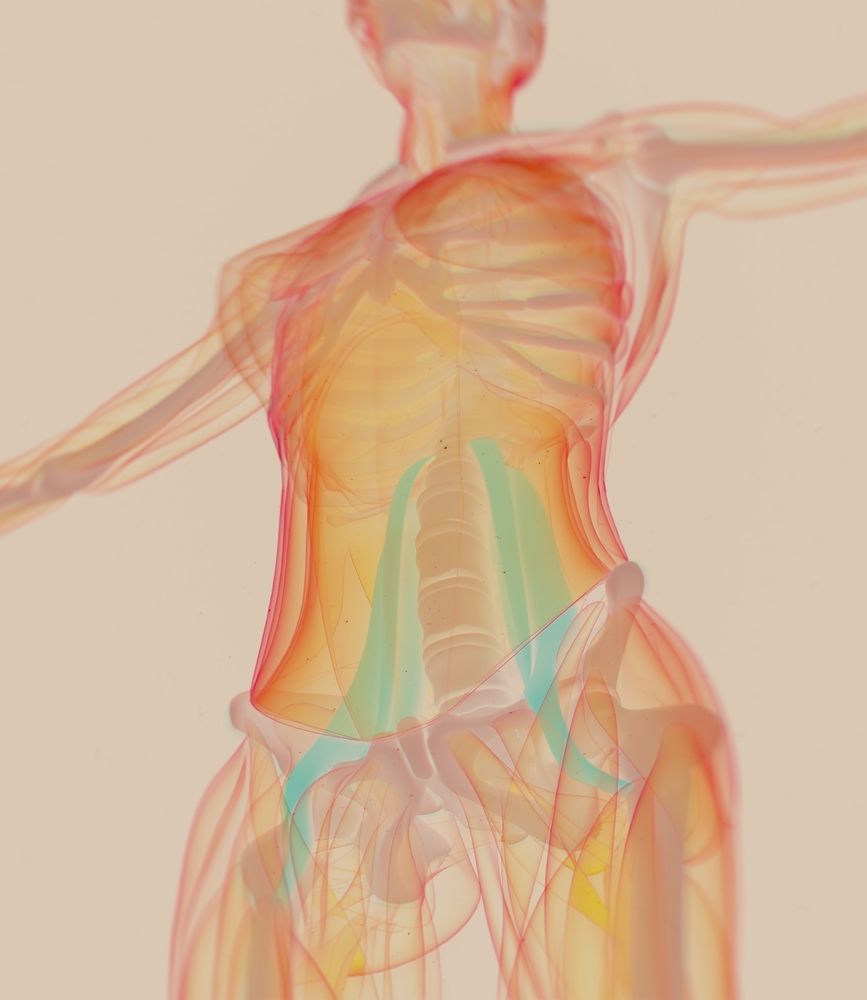 Le psoas est un muscle situé au niveau de la hanche