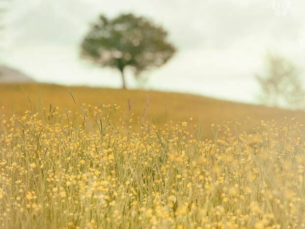 Prairie jaune.jpg