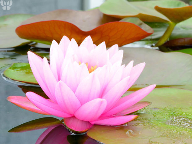 Le Lotus, symbole de paix intérieure
