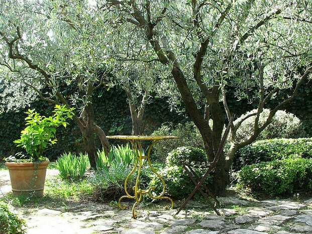 arbre-jardin-mediterranee.jpg